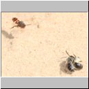 Andrena barbilabris - Sandbiene 02 Paarung.jpg